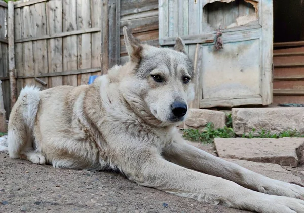 Bewaker Hond Bewaakt Een Oud Houten Huis Met Een Droevige — Stockfoto