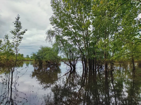 Översvämmad Flodstrand Med Träd Vattnet Efter Översvämning Mot Molnig Himmel — Stockfoto