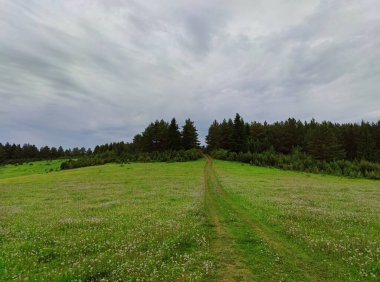 # Yeşil çimenler ve beyaz karahindibalarla dolu bir tarladan ormana giden kır yolu # # Yağmurdan önce kara bulutlu bir gökyüzüne karşı #