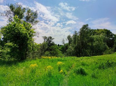 Ağaçların ve mavi gökyüzünün arka planındaki yeşil çimlerin arasında güneşli bir günde güzel bulutların olduğu bir çayırda yol.