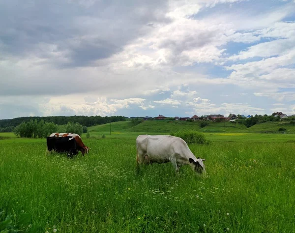 Tehenek Legelnek Egy Zöld Réten Falu Közelében Egy Gyönyörű Kék — Stock Fotó