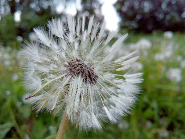 Diente León Blanco Esponjoso Gotitas Agua Después Lluvia Entre Hierba — Foto de Stock