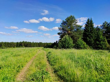 Yeşil çam ağaçlarının yakınındaki çimenlikte yol bulutlu mavi gökyüzüne karşı.