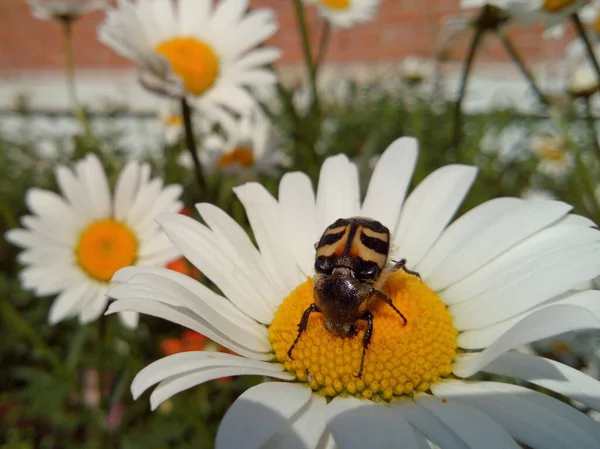 Beautiful Striped Beetle Sits Daisy White Petals Feeds Nectar Sunny — Stock Photo, Image