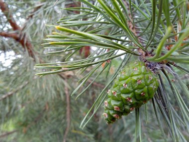 Bir tarladaki çam dalında genç yeşil bir koni.