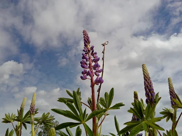 Vacker Lila Lupin Blommor Mot Blå Himmel Med Moln — Stockfoto