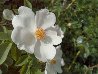 Güneşli bir günde, yeşil yaprakların arasında açan güzel beyaz çiçek.
