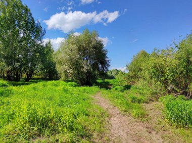 Yeşil çimenlerin ve ağaçların arasındaki yol güneşli bir günde bulutlu mavi gökyüzüne karşı.