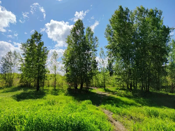 Сонячний Пейзаж Зеленим Лугом Біля Дерев Фоні Блакитного Неба Хмарами — стокове фото