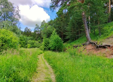 Güneşli bir günde mavi gökyüzünün arka planında, yeşil bir çam ormanında yol
