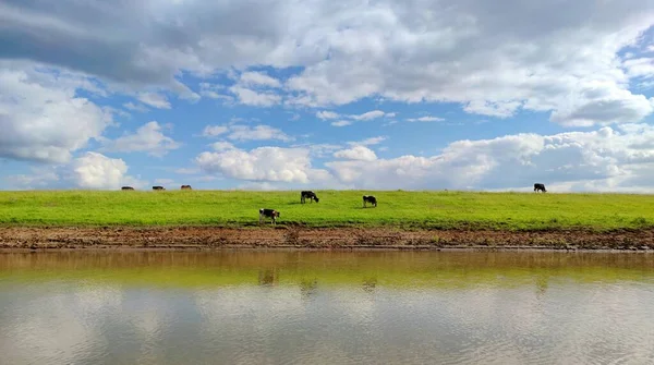 Cows Graze Green Field River Beautiful Blue Sky Clouds — Stock Photo, Image