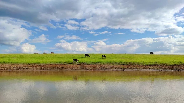 Vaches Paissent Sur Champ Vert Près Rivière Contre Beau Ciel — Photo