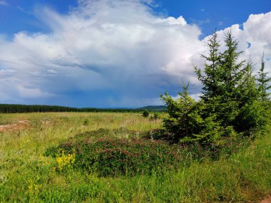 Güzel bulutlu bir gökyüzünün arka planında yeşil ağaçların yanındaki bir tarlada mor çiçekler.