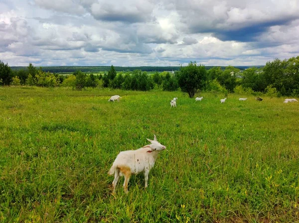 Goats Graze Meadow Green Grass One Goat Poses Camera — Stock Photo, Image