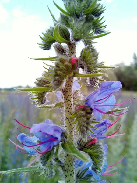 Kvetoucí Fialový Květ Louce Makro Fotografii — Stock fotografie