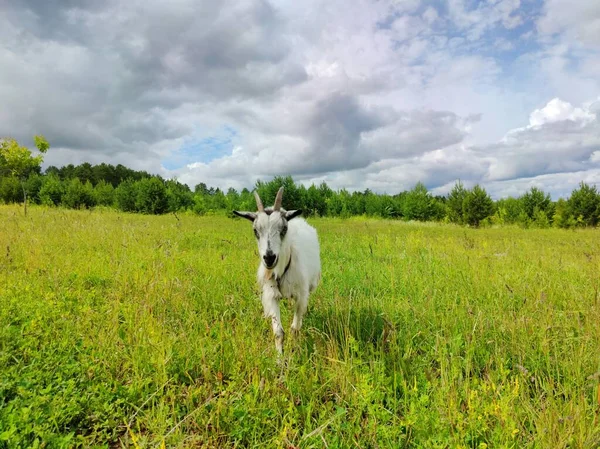 Capra Pascola Campo Verde Contro Cielo Nuvoloso — Foto Stock