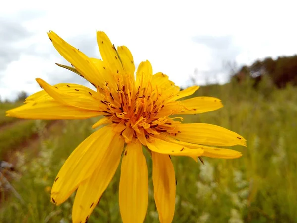 Schöne Gelbe Blume Inmitten Eines Grünen Feldes Der Makrofotografie — Stockfoto