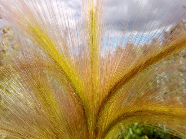 Golden Spikelets Fan Cloudy Sky Sunny Day — Stock Photo, Image