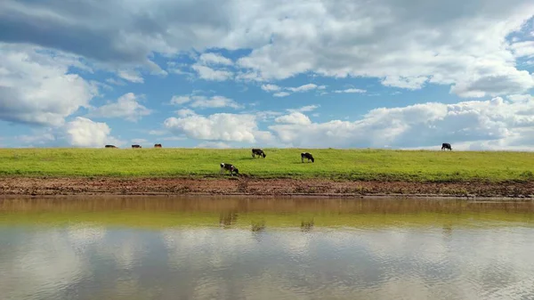 Коровы Пасутся Зеленом Берегу Реки — стоковое фото