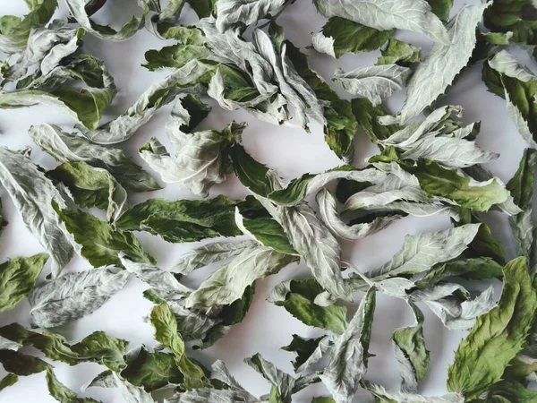 dry mint leaves on a white surface