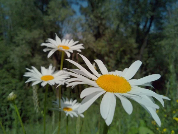 Daisies Meadow Forest Sun — Stock Photo, Image