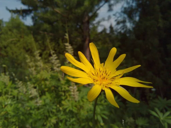 Žlutý Květ Mezi Zelenou Trávou Poblíž Lesa — Stock fotografie