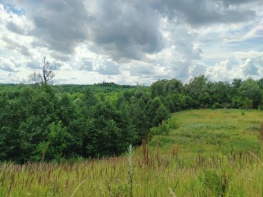 Yağmurdan önce bulutlu gökyüzünün arka planında yeşil çimenler ve ağaçlar