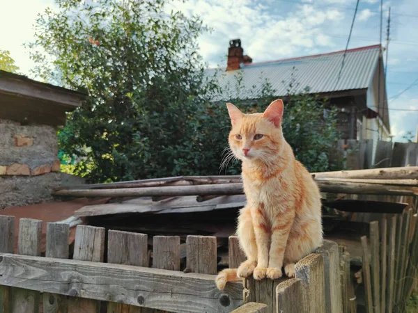 Gatto Zenzero Rustico Siede Una Recinzione Legno — Foto Stock