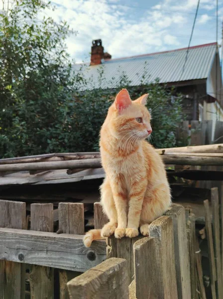 生姜猫坐在木栅栏上 朝旁边看去 — 图库照片
