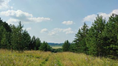 Genç yeşil çam ağaçları güneşli bir günde mavi gökyüzüne karşı tarlada