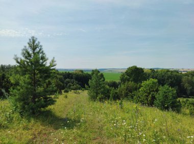 Genç yeşil çam ağaçları tepede güneşli bir günde mavi gökyüzüne karşı