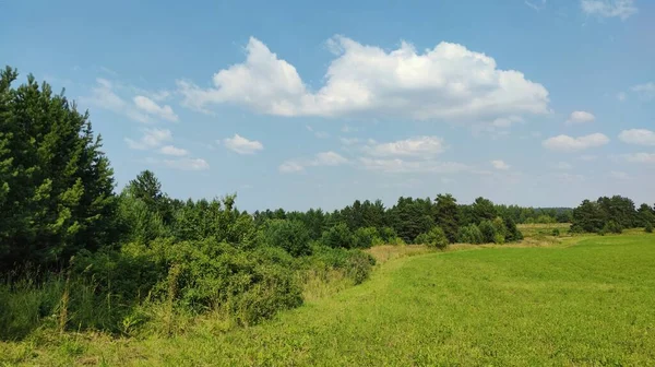 Campo Verde Perto Plantio Florestal Fundo Céu Azul Com Nuvens — Fotografia de Stock