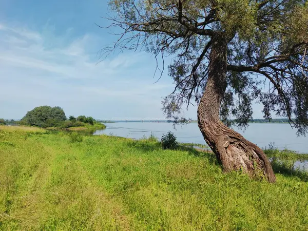 Στραβό Γέρικο Δέντρο Ανάμεσα Πράσινο Γρασίδι Στην Όχθη Του Ποταμού — Φωτογραφία Αρχείου