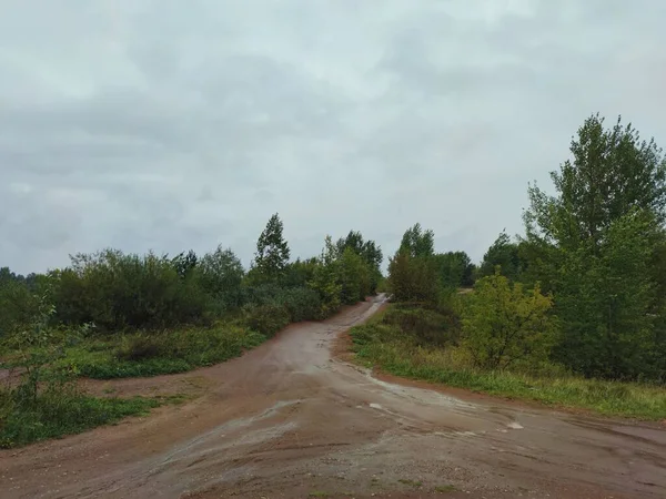 Estrada Molhada Entre Árvores Verdes Arbustos Dia Chuvoso — Fotografia de Stock