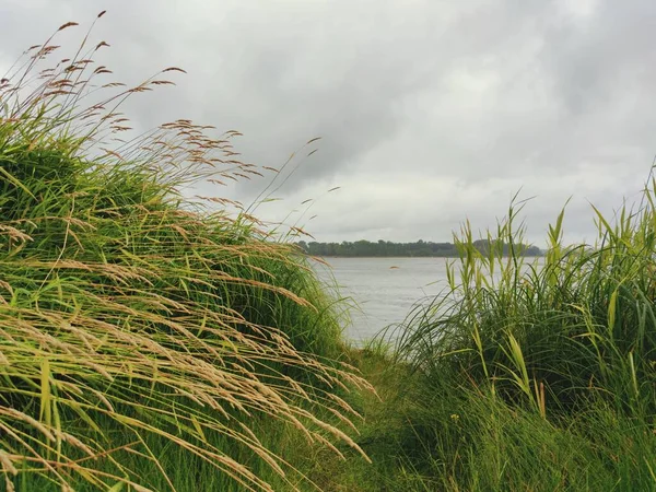 Green Tall Grass River Bank Gray Cloudy Sky Rainy Day — Stock Photo, Image