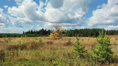 Güneşli bir günde bulutlu mavi gökyüzüne karşı ormanın yakınında bir tarlası olan panoramik bir manzara.