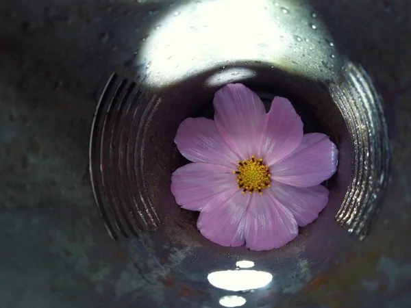 flower with pink petals in iron tube in creative photography