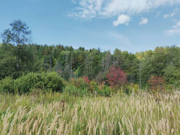 Harika bir ormanın arka planına ve bulutlu mavi gökyüzüne karşı açıklık