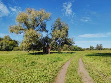 Güneşli bir günde, bir ağacın yanındaki kır yolunda mavi gökyüzüne karşı.