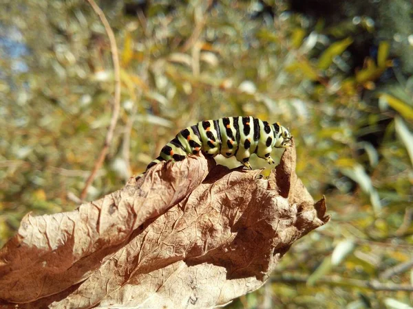 Kırlangıç Kuyruklu Tırtıl Makro Fotoğrafçılıkta Kuru Yaprak Üzerinde — Stok fotoğraf