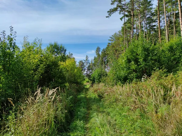 Ścieżka Pobliżu Lasu Sosnowego Przed Błękitnym Niebem Pięknymi Chmurami — Zdjęcie stockowe