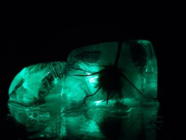 Yaratıcı fotoğrafçılıkta donmuş çiçekle birlikte buzun karanlık parçasında parlıyor.