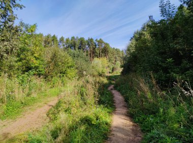 Güneşli bir günde mavi gökyüzüne karşı ormana giden yol.