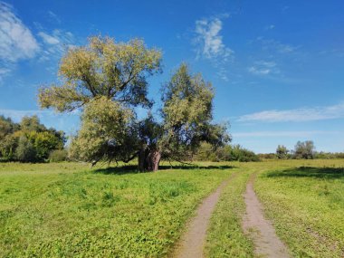 Güneşli bir günde, bir ağacın yanındaki kır yolunda mavi gökyüzüne karşı.