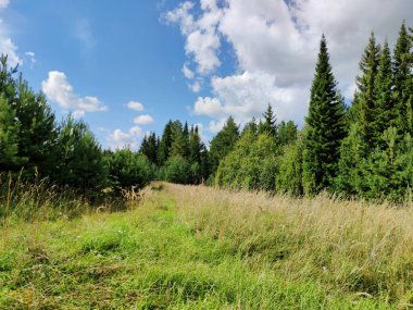Güneşli bir arazide bulutlu mavi gökyüzüne karşı güzel yeşil ağaçlar.