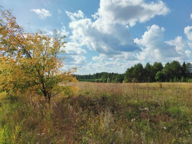Mavi bulutlu gökyüzü tarlanın üzerinde ve güneşli arazide ağaçlar