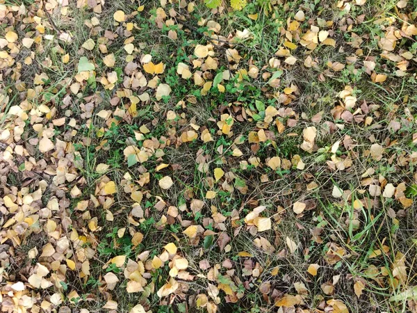 Fondo Otoño Suelo Cubierto Hojas Amarillas Otoño Hierba Verde —  Fotos de Stock