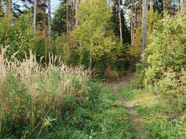 Sentier Vers Forêt Pins Automne Dans Beau Paysage — Photo