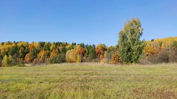 Поле Рядом Красочным Осенним Лесом Солнечный День Фоне Голубого Неба — стоковое фото