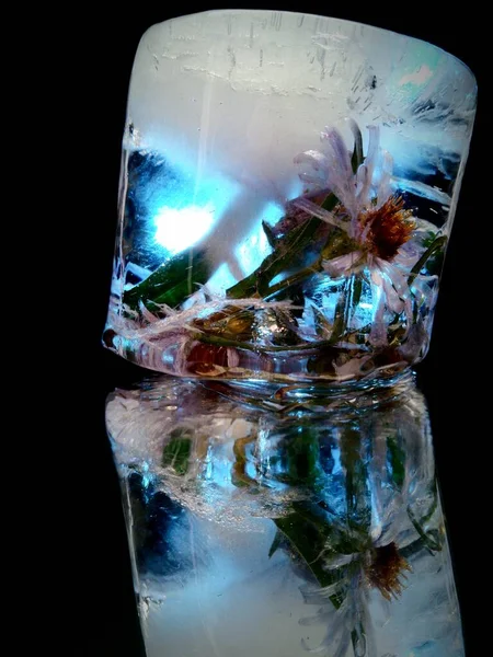 Blume Eingefroren Eis Auf Schwarzem Hintergrund Kreativer Fotografie — Stockfoto